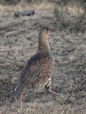 Chestnut-naped Francolin, Bale Mountains NP