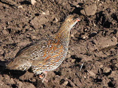 Chestnut-naped Francolin, Bale Mountains NP