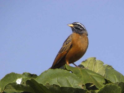 Cinnamon-breasted Rock Bunting