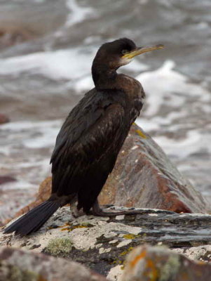 Shag, Fife Ness