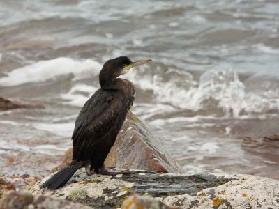 Shag, Fife Ness