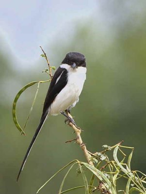 Common Fiscal, near Axum