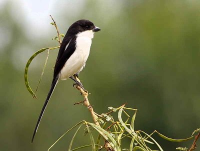 Common Fiscal, near Axum