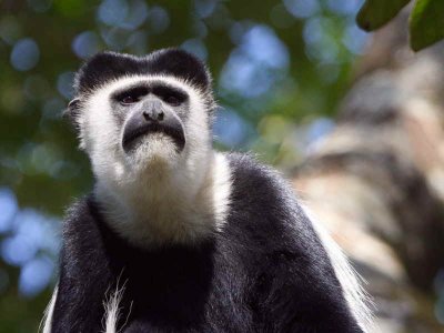 Black-and-white Colobus Monkey, Wondo Genet