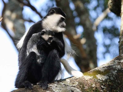 Black-and-white Colobus Monkey, Wondo Genet