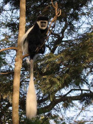 Black-and-white Colobus Monkey, Awassa