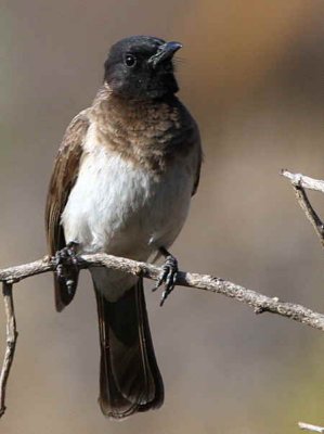 Common Bulbul, Lalibela