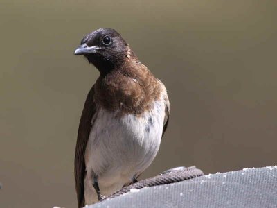 Common Bulbul, Lake Langano