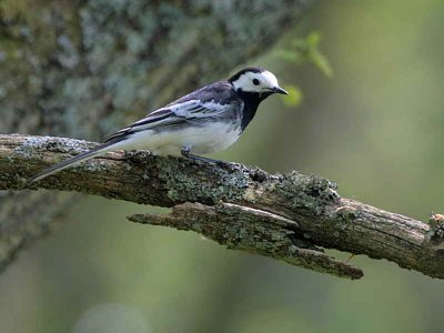 Pied Wagtail, Sallochy Wood, Loch Lomond, Clyde