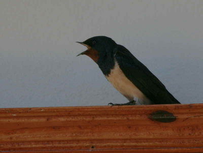 Barn Swallow, Asur Hotel, Dalyan, Turkey