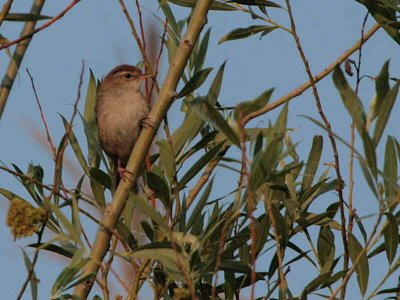 Cetti's Warbler, Dalyan, Turkey