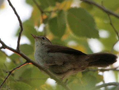 Cetti's Warbler, Dalyan, Turkey