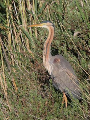 Purple Heron, Dalyan, Turkey