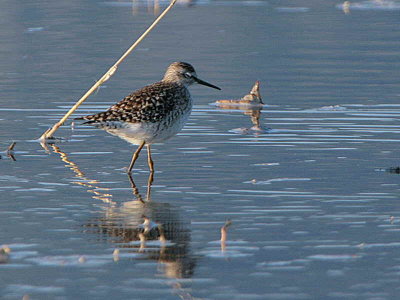 Wood Sandpiper, Dalyan, Turkey