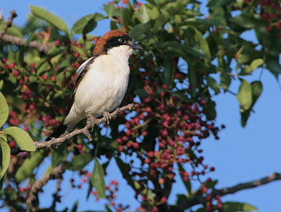 Woodchat Shrike, Dalyan, Turkey