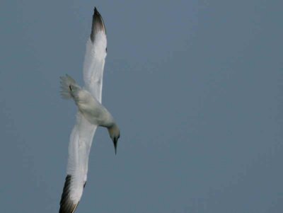 Gannet diving sequence, Fife Ness