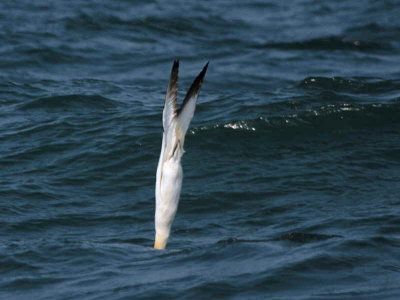 Gannet diving sequence, Fife Ness