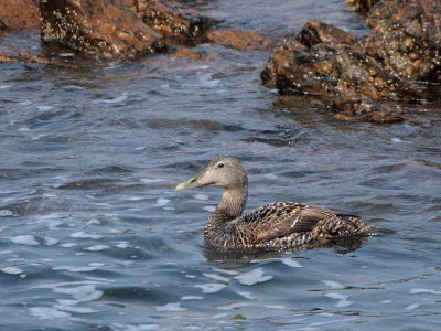 Eider (duck), Fife Ness