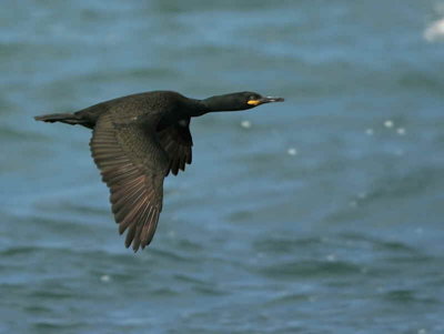Shag, Fife Ness