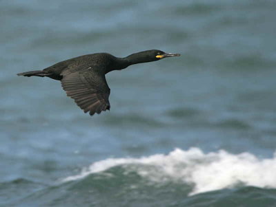 Shag, Fife Ness