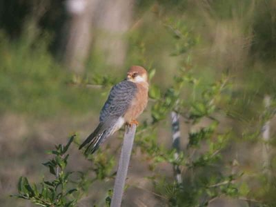 Red-footed Falcon (female), Dalyan, Turkey