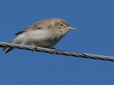 Eastern Olivaceous Warbler, Dalyan, Turkey