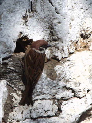 Eurasian Tree Sparrow, Trashigang, Bhutan