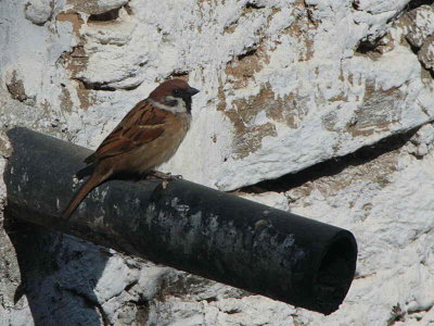 Eurasian Tree Sparrow, Trashigang, Bhutan