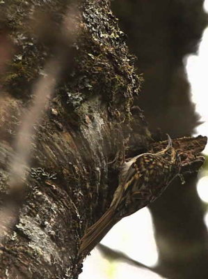 Rusty-flanked Treecreeper