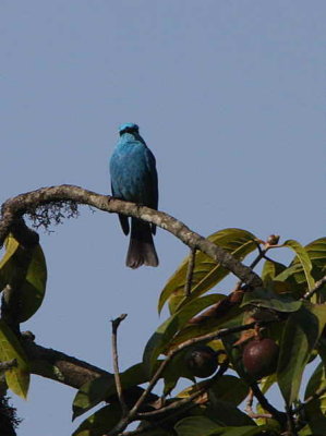 Verditer Flycatcher, upper Limethang Road, Bhutan