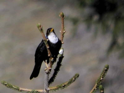 White-collared Blackbird, Thrumsing la, Bhutan