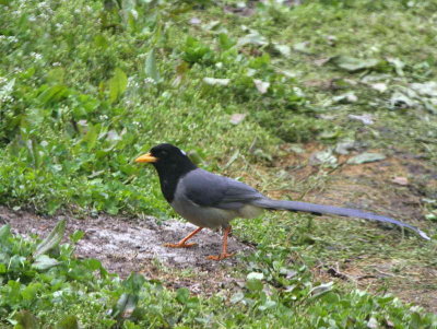 Yellow-billed Blue Magpie, Namling, Bhutan