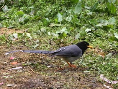 Yellow-billed Blue Magpie, Namling, Bhutan