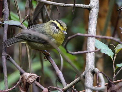 Yellow-throated Fulvetta, upper Lingmethang Road, Bhutan