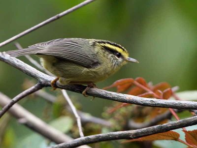 Yellow-throated Fulvetta, upper Lingmethang Road, Bhutan