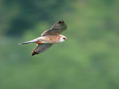 Red-footed Falcon, Almondell & Calderwood CP, Lothian