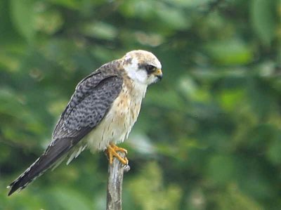 Red-footed Falcon, Almondell & Calderwood CP, Lothian