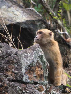 Assam Macaque, Shemgang Road, Bhutan