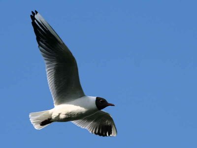 Black-headed Gull, Gartloch Pool, Glasgow