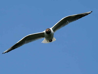 Black-headed Gull, Gartloch Pool, Glasgow