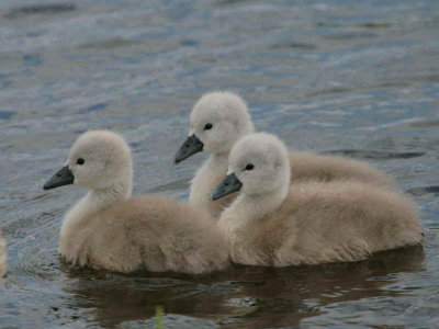 Mute Swan chicks, Bishop Loch, Glasgow