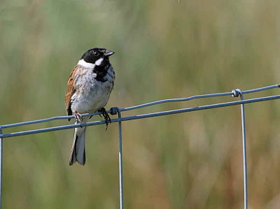 Reed Bunting, Clyde