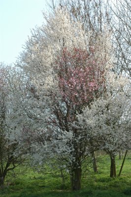 DSC_0054.jpg