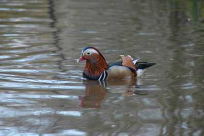 DSC_0054.jpg