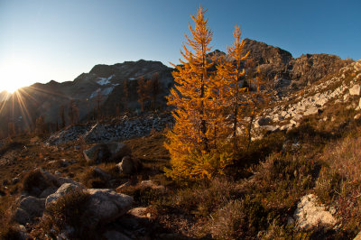 Maple Pass Larch Madness 2010
