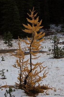 Lovely larch, in the snow