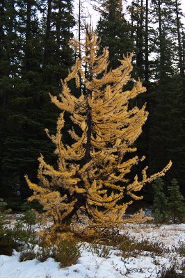 Another lovely larch