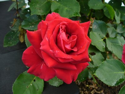 P1000850.jpg