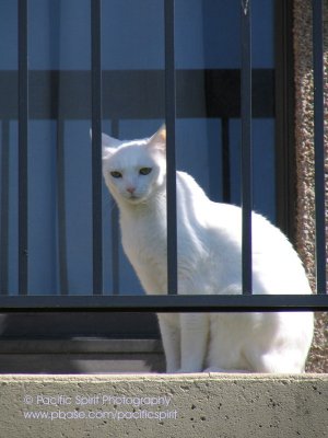 A white beauty behind bars
