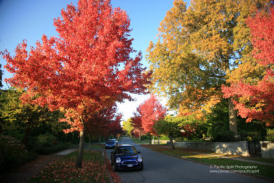 Pine Crescent in Shaughnessy boasting a vibrant display of fall colour